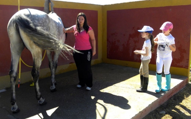  getting to know the equine world 